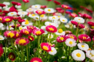腸内フローラ|あなたのお腹のなかに「花畑」を作る方法
