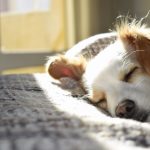 なぜ質の良い睡眠がトレーニングの効果をアップさせるのか？