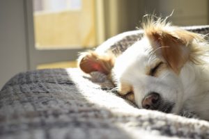 なぜ質の良い睡眠がトレーニングの効果をアップさせるのか？